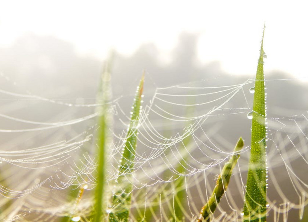 Spinnennetz im nassen Gras