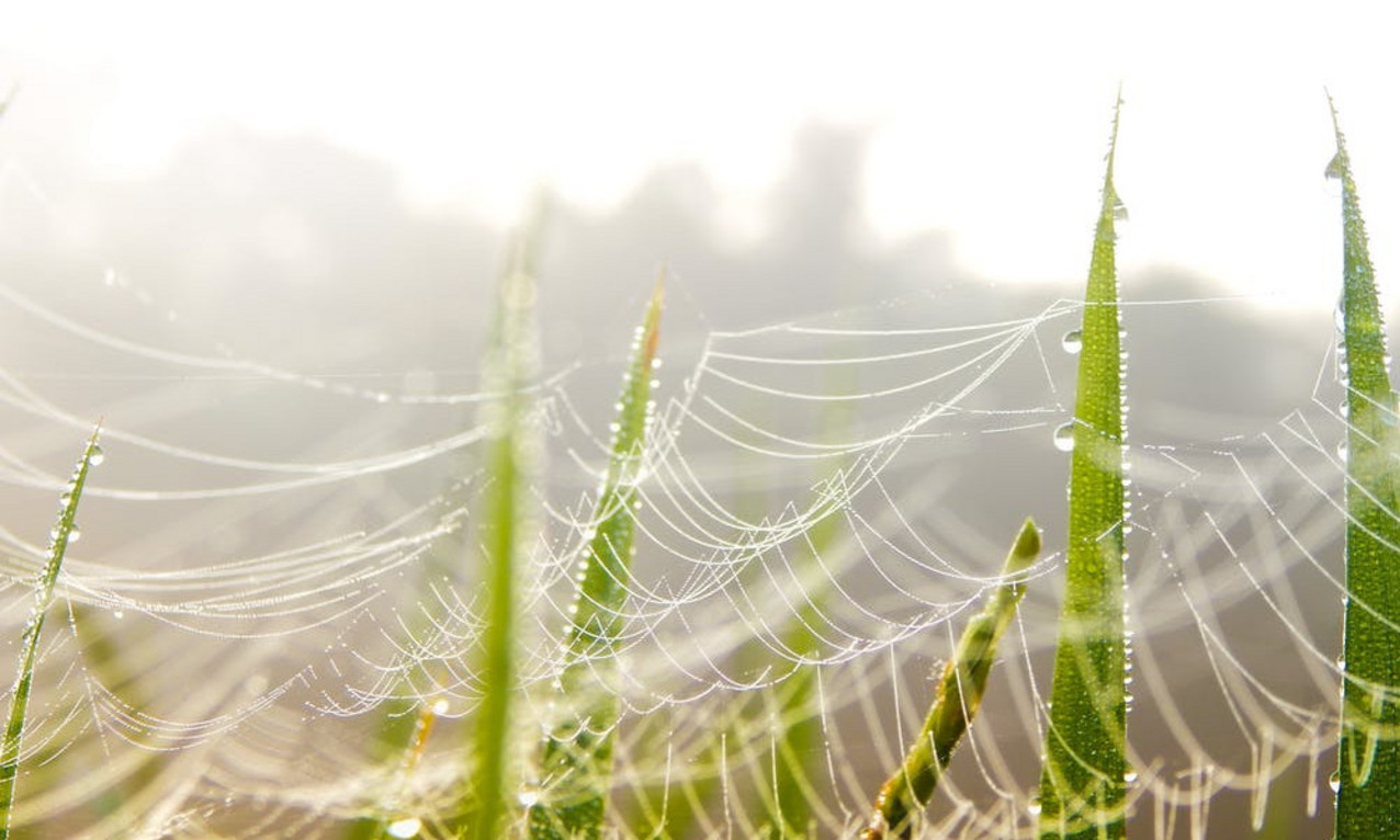 Spinnennetz im nassen Gras