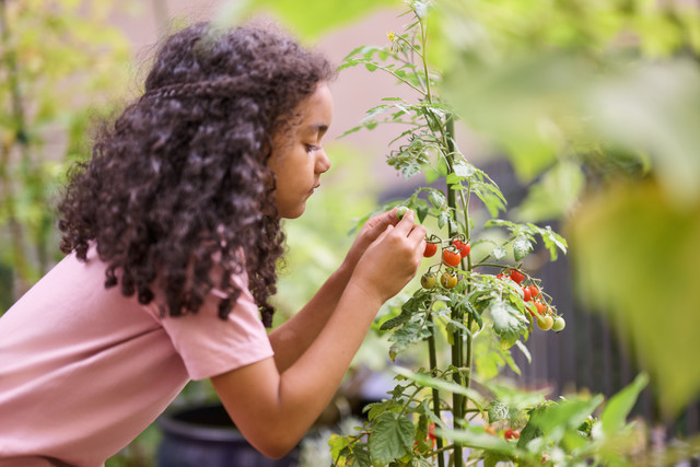 Kind mit lockigem Haar in rosa T-Shirt erntet Kirschtomaten an einer Tomatenpflanze im Garten