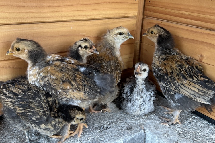 5 junge Hühner