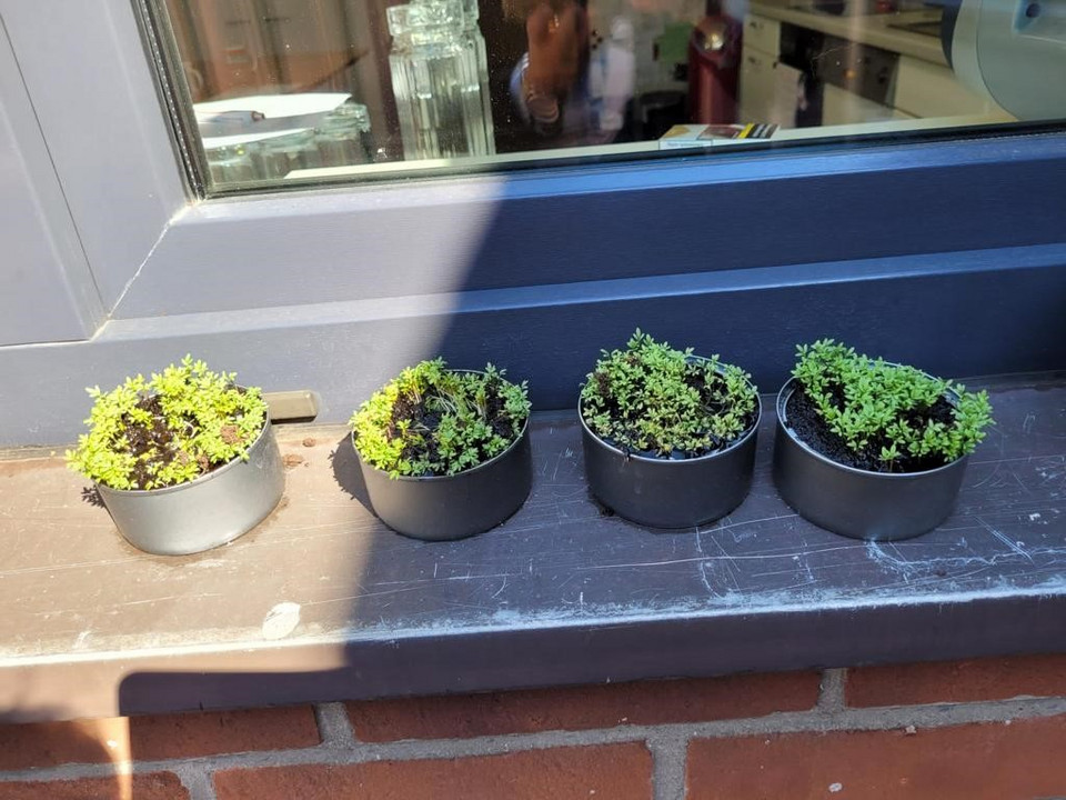 Recyclingidee Blumentöpfe