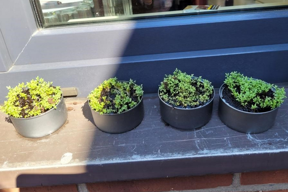 Kreativ Recyceln Recyclingidee Blumentöpfe