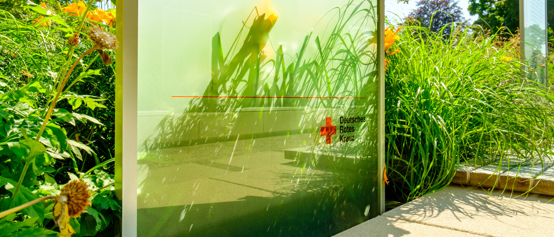 Glaswand mit DRK-Logo im Grünen Glaswand mit Pflanzenreflexion und Logo des Deutschen Roten Kreuzes in einem Garten