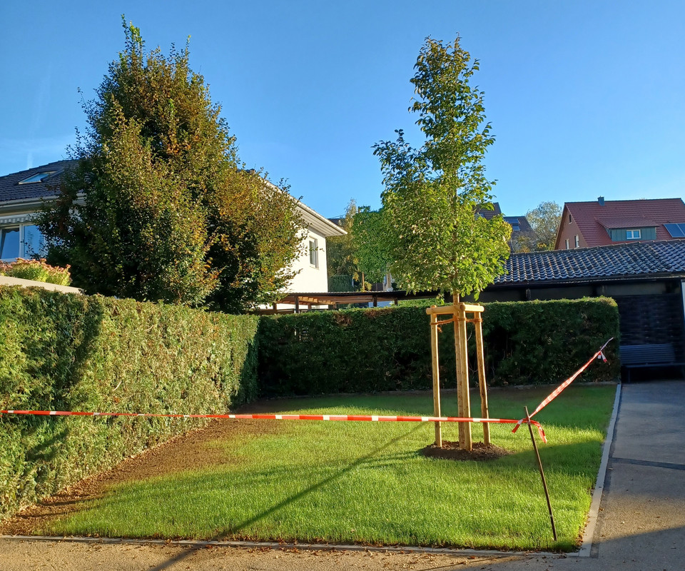 Baum auf Wiese