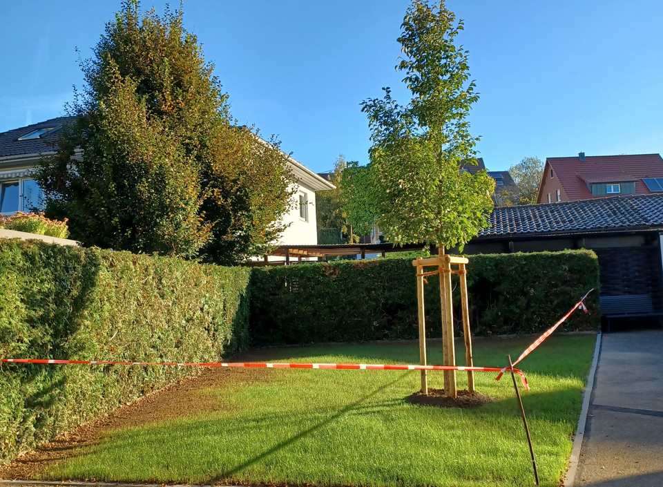 Baum auf Wiese
